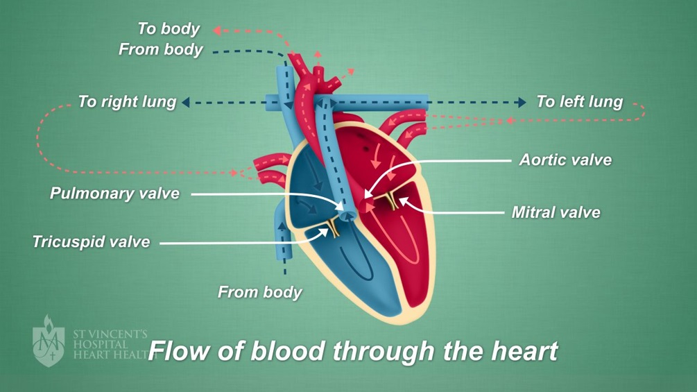 جراحی ایمپلنت دریچه قلب - جریان خون در قلب